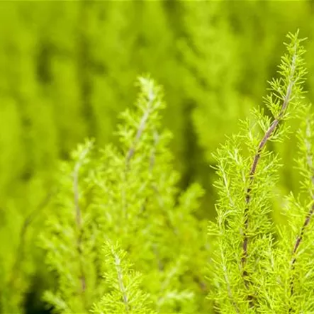 Baumheide 'Estrella Gold' Baumheide 'Estrella Gold'