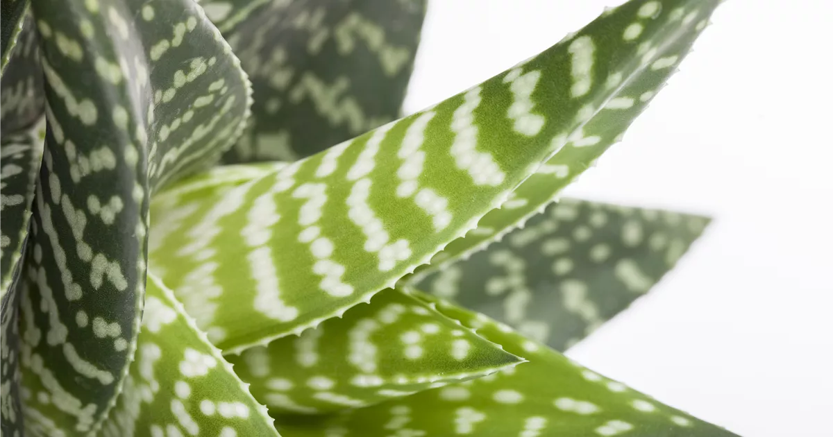 Gasterie 'Aveo' Pflanze, Pflege & Tipps  Floragard