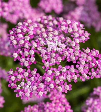 Sommerblumen