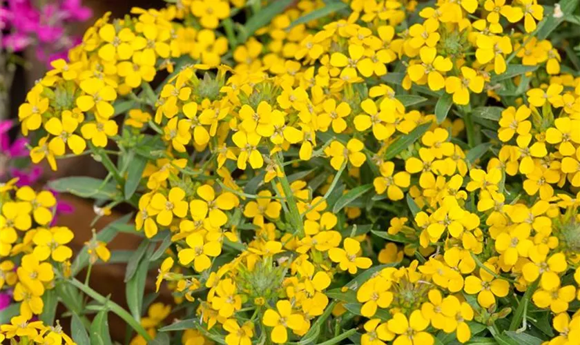 Erysimum cheiri 'Canaries'