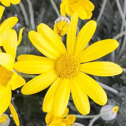 Euryops chrysanthemoides
