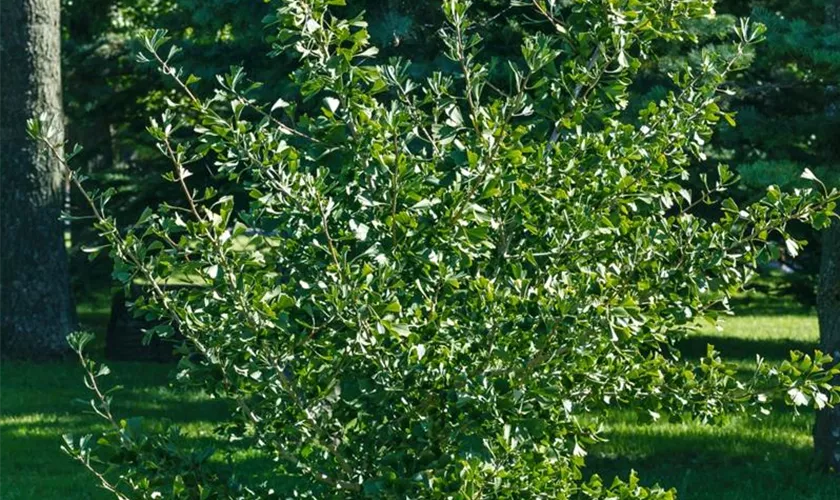 Ginkgo biloba 'Baldi', Stamm