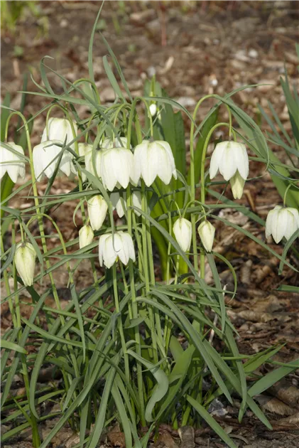 Schachbrettblume 'Alba' Pflanze, Pflege & Tipps  Floragard