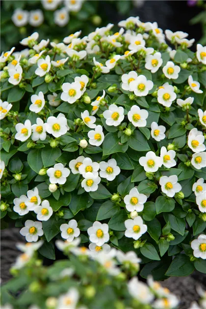 Blaues Lieschen 'White Rosette' Pflanze, Pflege & Tipps  Floragard
