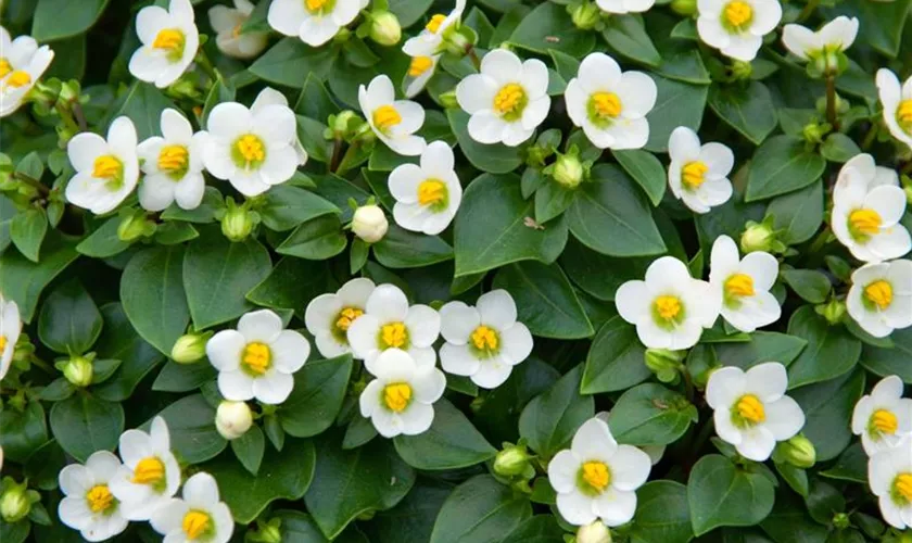 Exacum affine 'White Rosette'