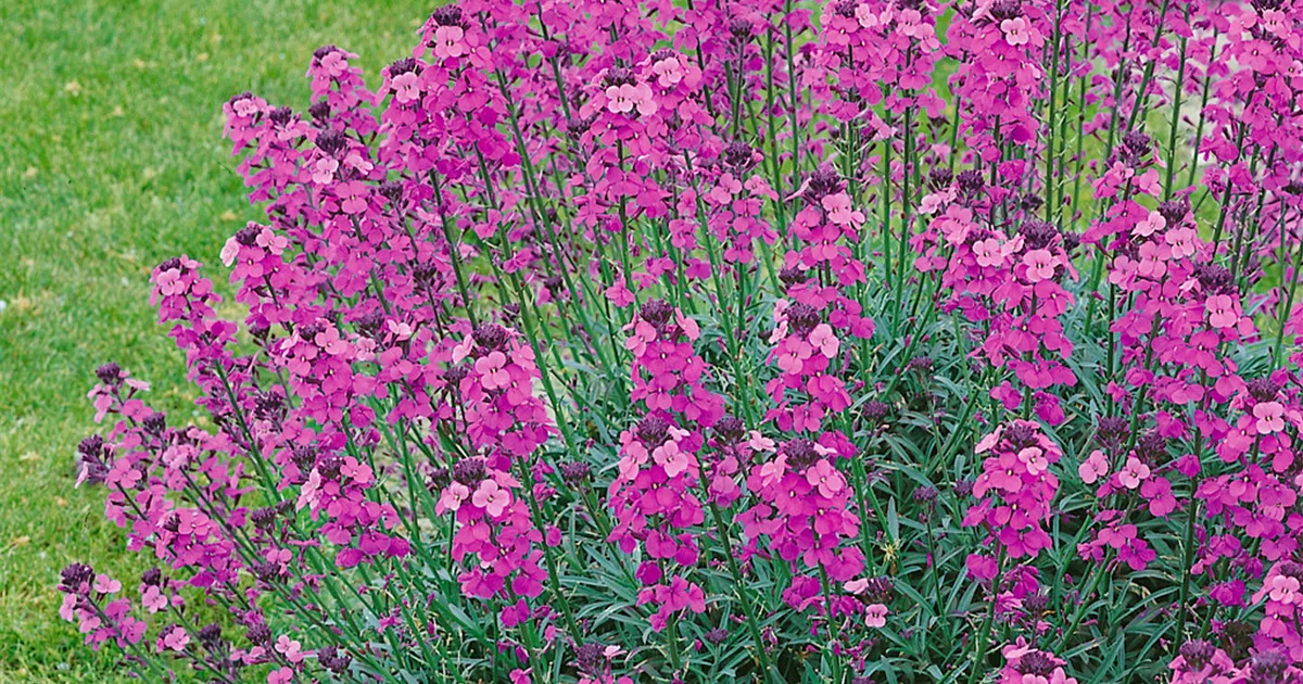 Erysimum linifolium Pflanze, Pflege & Tipps Floragard