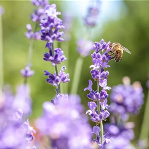 Wellness für die Nase: Düfte für Beet und Beauty Wellness für die Nase: Düfte für Beet und Beauty