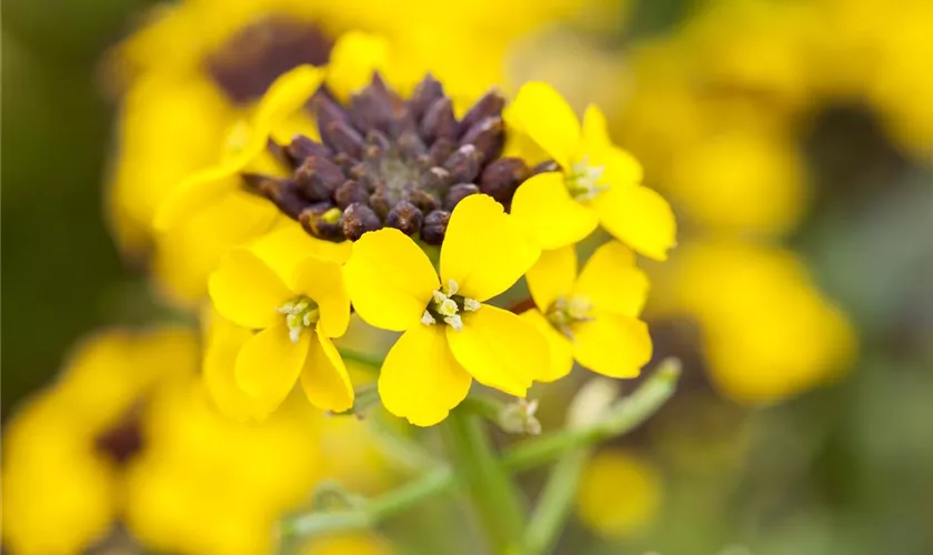 Goldlack 'Fragrant Sunshine'