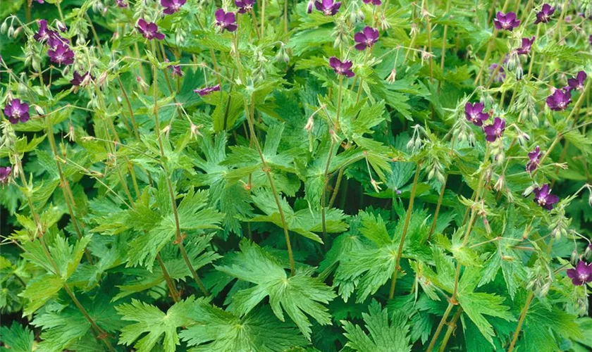 Geranium phaeum
