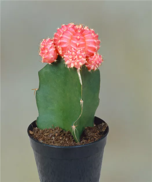 peruvianus kaktus Peruvian Apple Cactus
