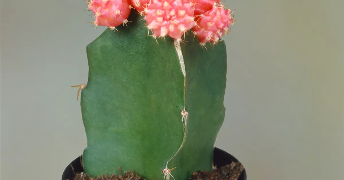 Gymnocalycium mihanovichii Pflanze, Pflege & Tipps  Floragard