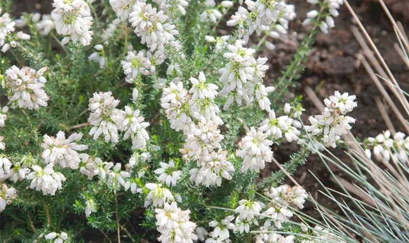 Grauheide 'Celebration'