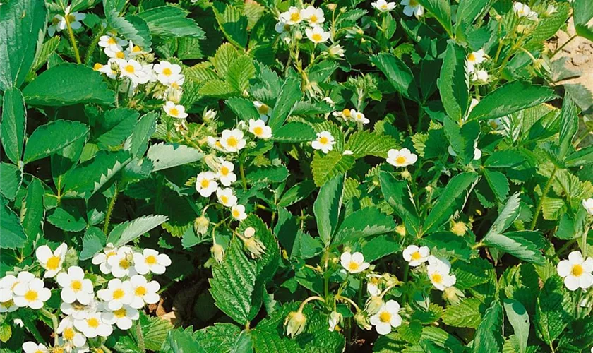 Garten-Monats-Erdbeere 'Erdbeerwiese'