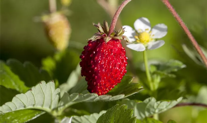 Fragaria vesca 'Rubin'