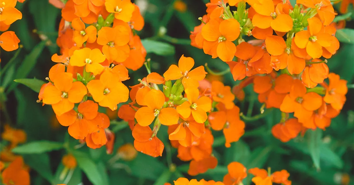 Erysimum x allionii 'Orange Bedder' Pflanze, Pflege & Tipps Floragard