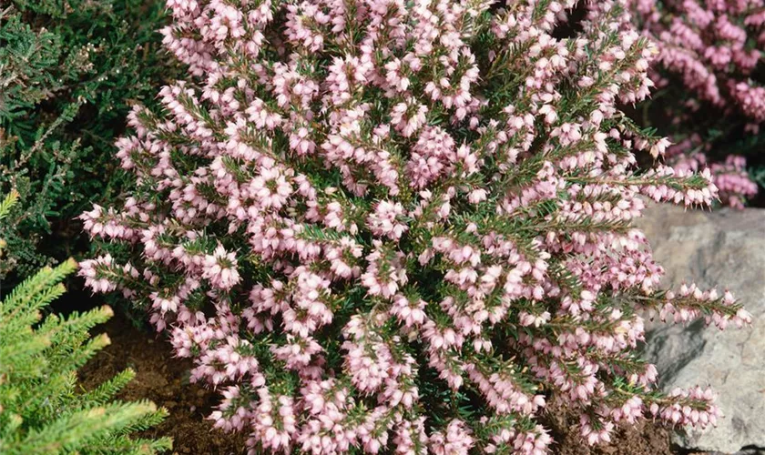 Winterblühende Heide 'Darley Dale'