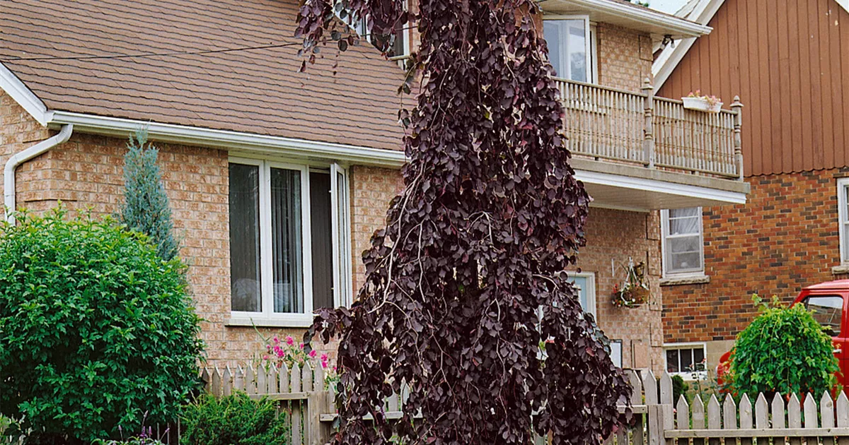 kaktee oder kaktus 5er Set Opuntia Kaktus / Kaktee Mix - echte Pflanze main image 1