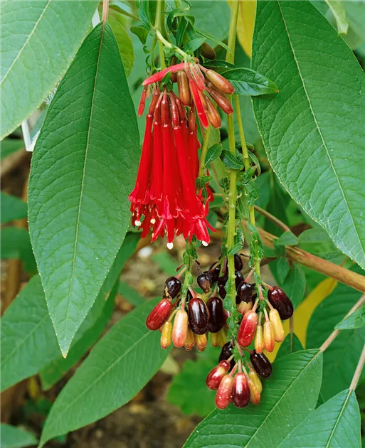 Bolivianische Fuchsie Pflanze, Pflege & Tipps  Floragard