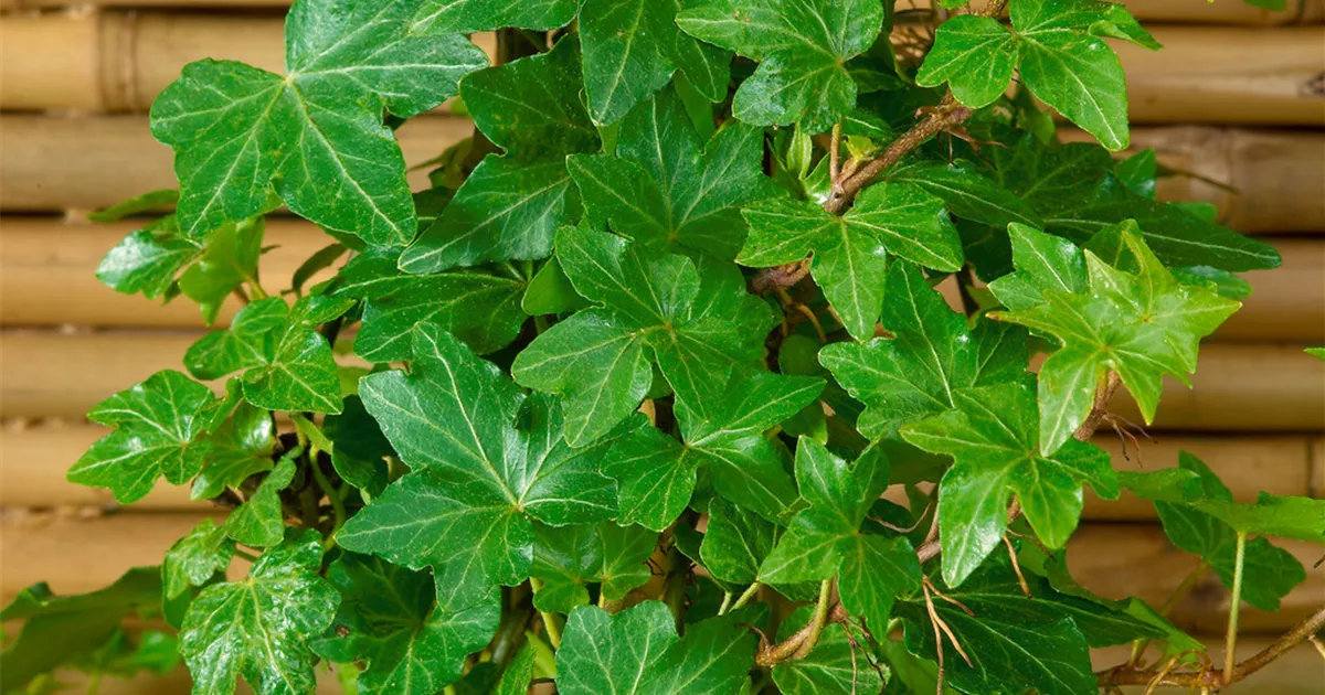 Hedera canariensis 'Montgomery' Pflanze, Pflege & Tipps  Floragard