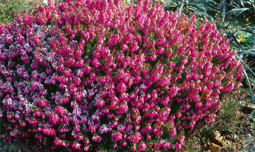 Winterblühende Heide 'Lena'