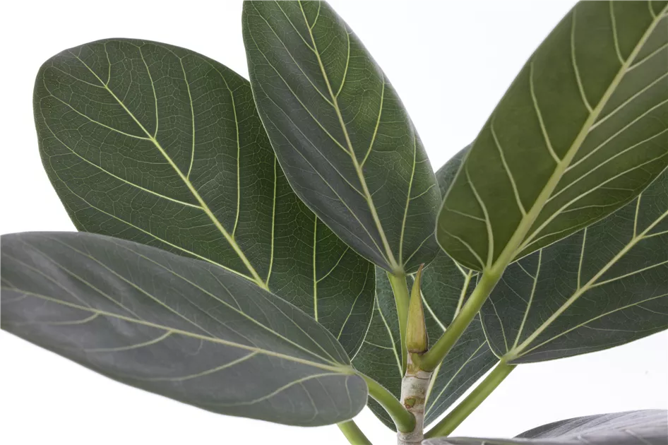 Banyanbaum Pflanze, Pflege & Tipps  Floragard