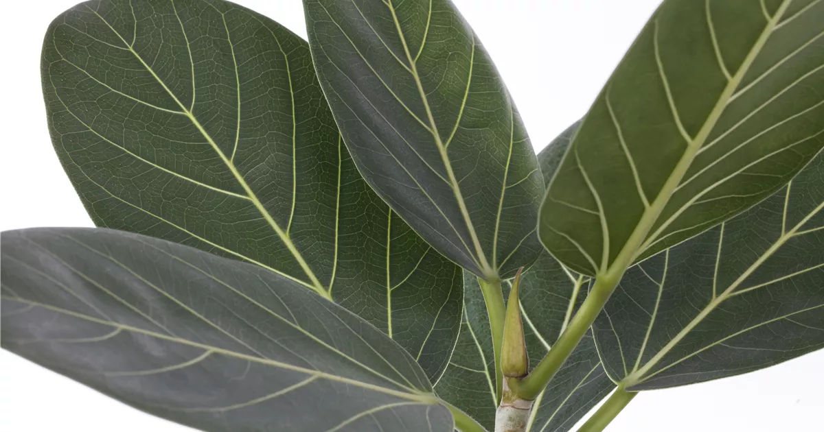Ficus Audrey Pflege