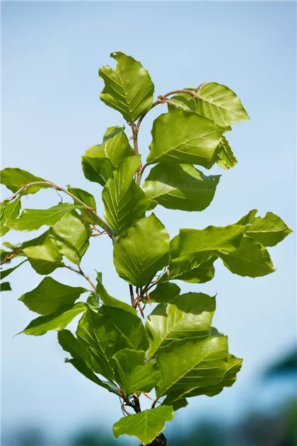 Fagus sylvatica 'Dawyck' Pflanze, Pflege & Tipps  Floragard