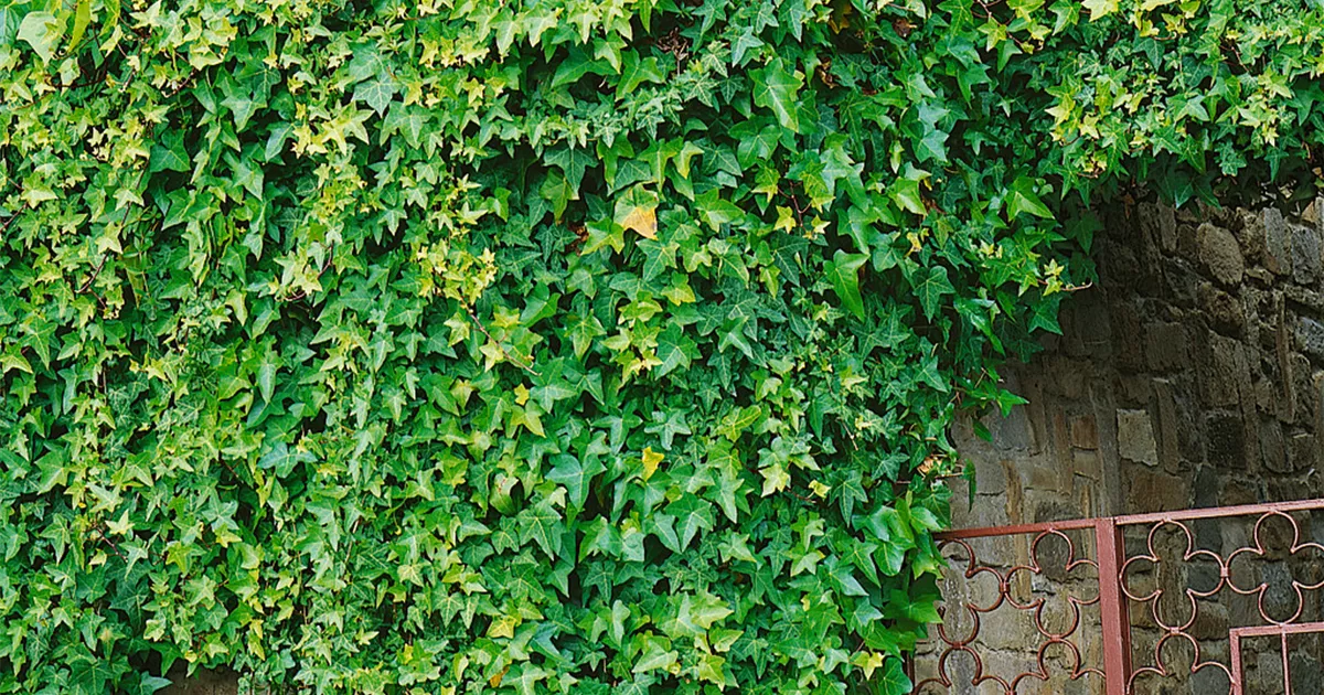 Gemeiner Efeu Pflanze, Pflege & Tipps  Floragard
