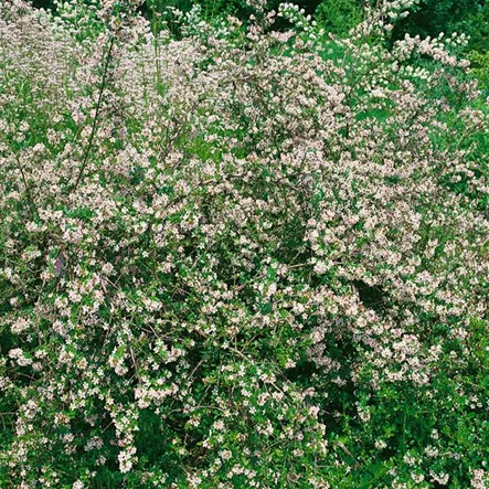 Andenstrauch 'Donard Seedling'