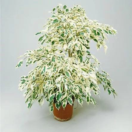 Benjamin-Gummibaum Benjamin-Gummibaum