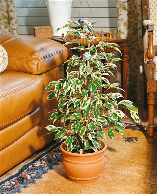 Benjamin-Gummibaum Pflanze, Pflege & Tipps  Floragard