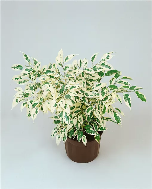 Benjamin-Gummibaum Pflanze, Pflege & Tipps  Floragard