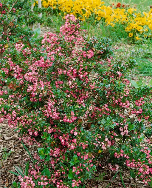 Escallonia laevis 'Pink Elle' Pflanze, Pflege & Tipps  Floragard