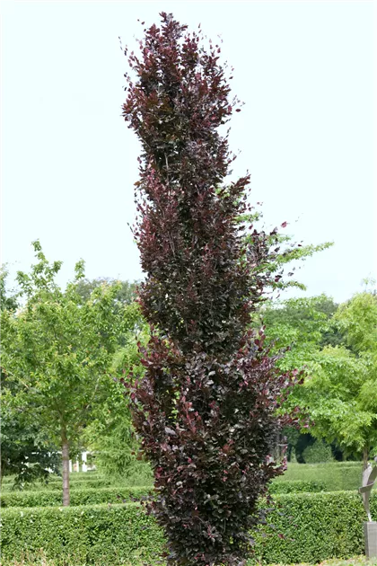 Fagus sylvatica 'Rohanii' Pflanze, Pflege & Tipps  Floragard