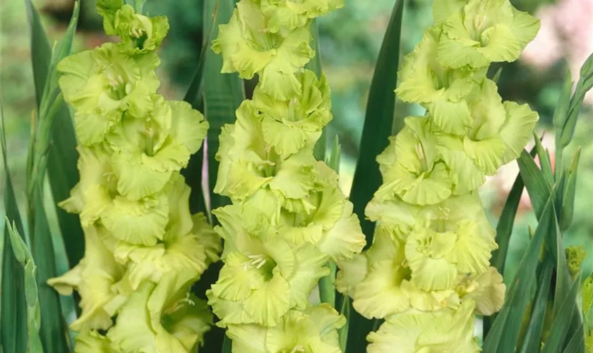 Gladiolus 'Evergreen'
