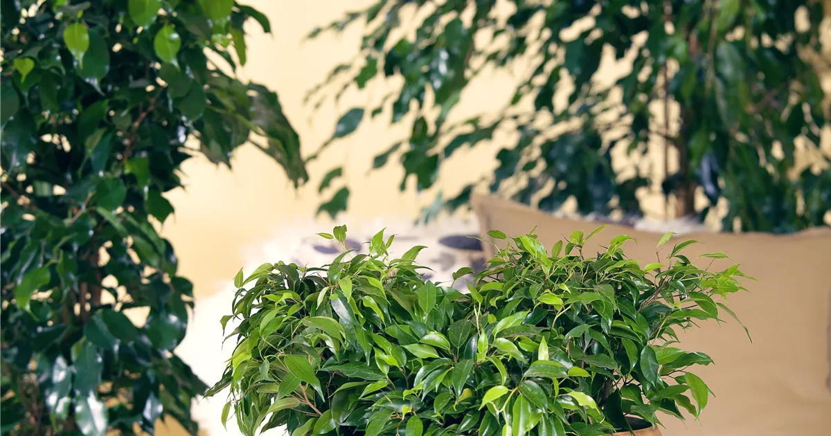 BirkenFeige 'Green Kinky' Pflanze, Pflege & Tipps Floragard