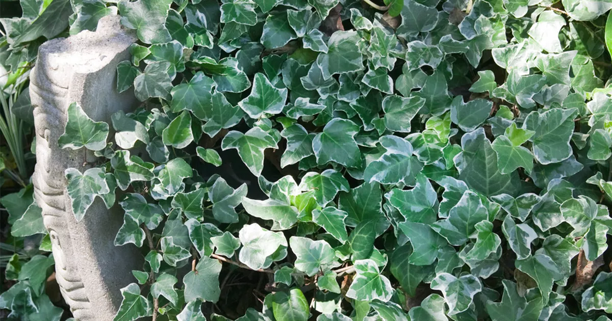 Efeu 'Glacier' Pflanze, Pflege & Tipps  Floragard