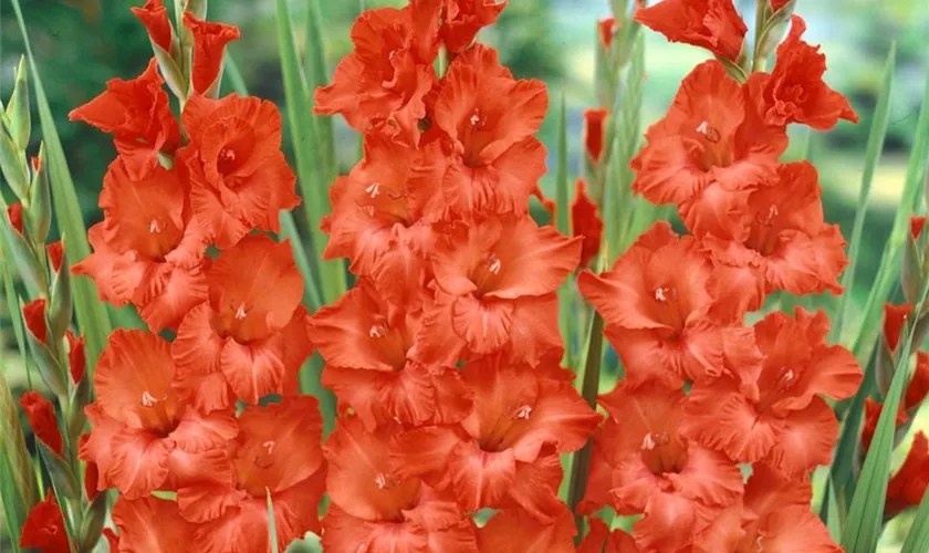 Gladiolus 'Fire Ruffle'