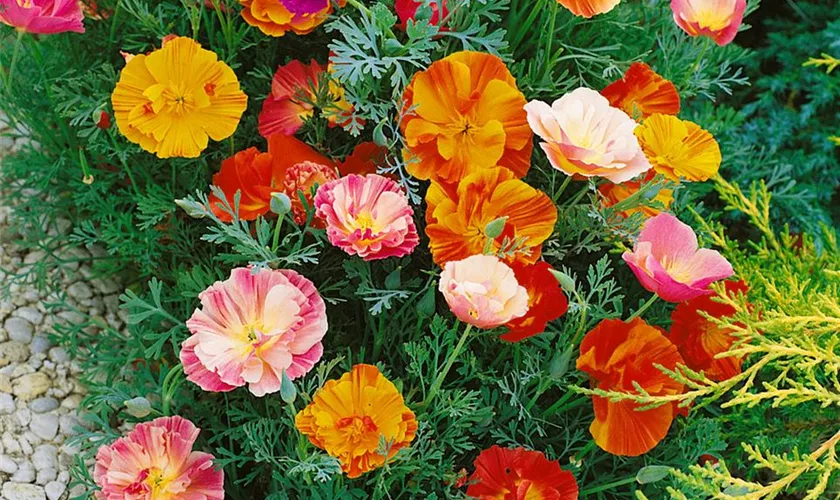 Kalifornischer Mohn 'Ballerina'