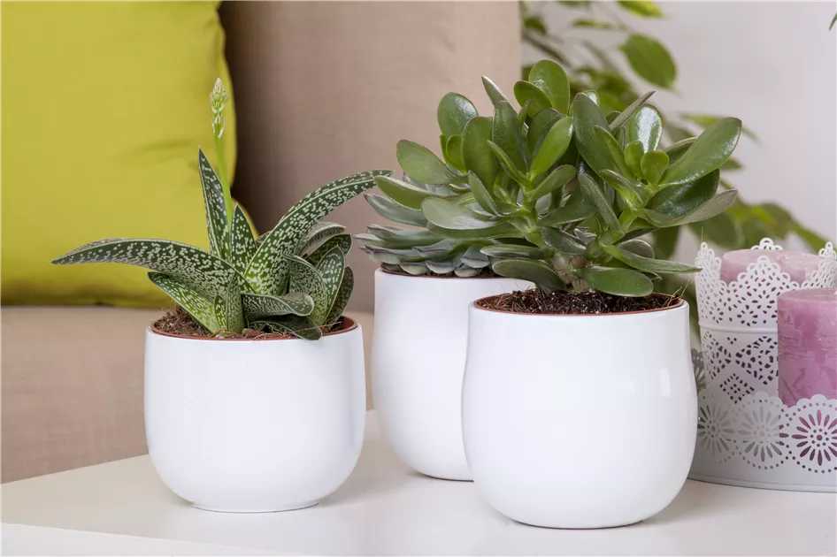 Tiger-Aloe 'Magic' Pflanze, Pflege & Tipps  Floragard