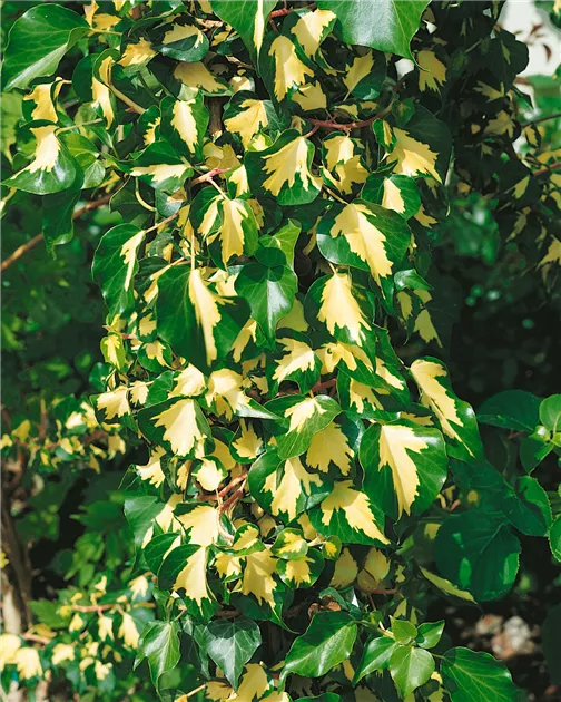 Gelbbunter Efeu 'Goldheart' Pflanze, Pflege & Tipps  Floragard