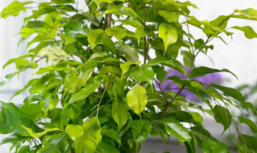Ficus benjamina 'Reginald'
