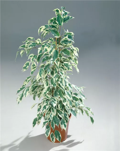 Benjamin-Gummibaum Pflanze, Pflege & Tipps  Floragard
