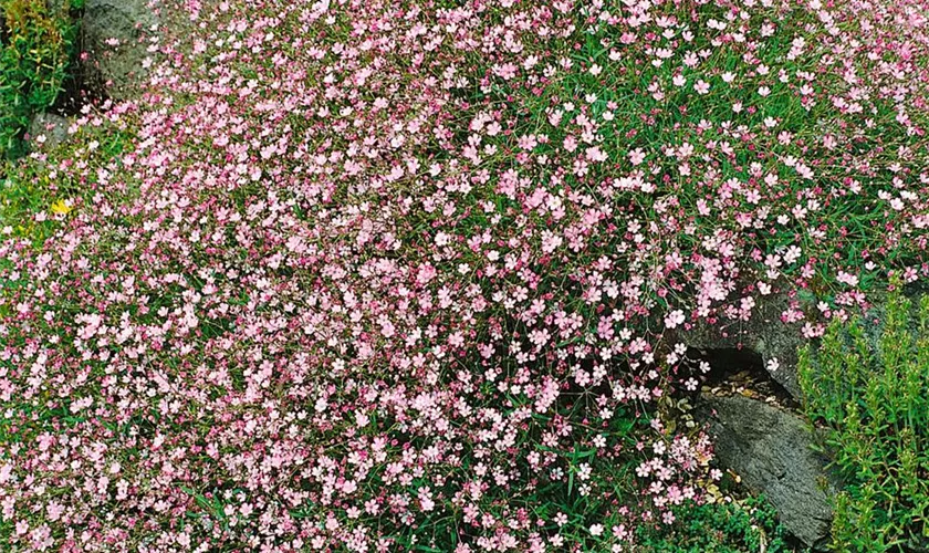 Kriechendes Garten-Schleierkraut 'Rosea'