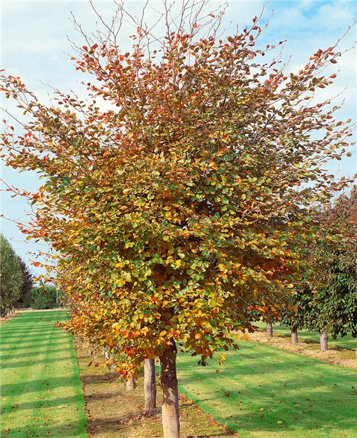 Fagus sylvatica 'Tricolor' Pflanze, Pflege & Tipps  Floragard