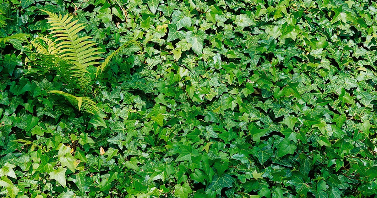 Hedera helix 'Green Wonder' Pflanze, Pflege & Tipps  Floragard