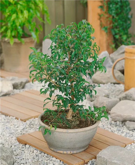 Benjamin-Gummibaum 'Wiandi' Pflanze, Pflege & Tipps  Floragard