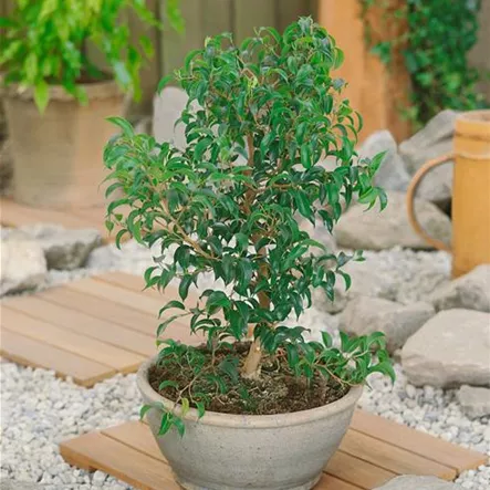 Benjamin-Gummibaum 'Wiandi' Benjamin-Gummibaum 'Wiandi'