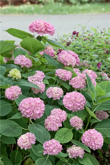 Hortensie 'Endless Summer' Collection Pflanze, Pflege & Tipps  Floragard