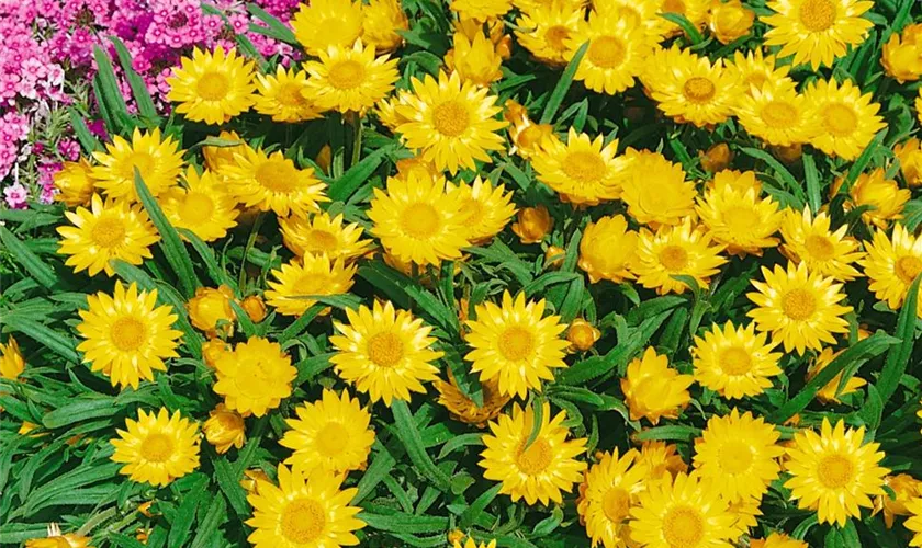 Strohblume 'Florabella Gold'